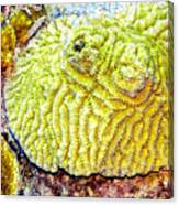 Flower Coral Canvas Print