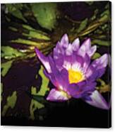Flower - Lotus - Nymphaea - Pleasant Day Canvas Print