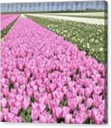 Flowerfield, Pink Tulips Canvas Print