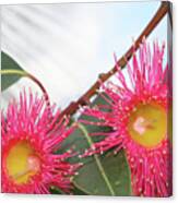 Flowering Gum Canvas Print