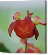Flowering Red Adam's Pitcher Plant Canvas Print
