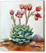 Flowering Succulent Canvas Print