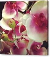 #flowers #instagood #beautiful #pink Canvas Print
