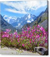 Flowers Of The Mountains, Altai Canvas Print