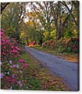 Flowers - Spring Fling Canvas Print