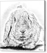 Fluffy Bunny Canvas Print