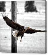 Fly Like An Eagle Canvas Print