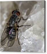 Fly On Quartz Canvas Print