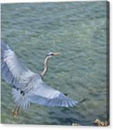 Flying Heron Canvas Print