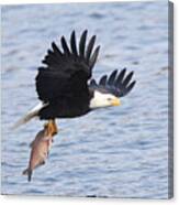 Flying Off With The Catch Canvas Print