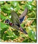 Flying Wood Duck Canvas Print
