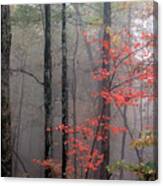 Fog And Forest Canvas Print