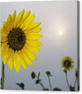 Foggy Sunflowers Canvas Print