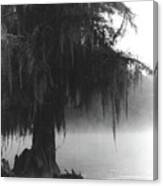 Foggy Swamps Canvas Print