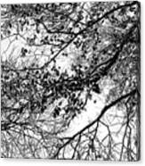 Forest Canopy Bw Canvas Print