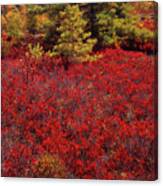 Forest Edge Fall Blueberry Canvas Print