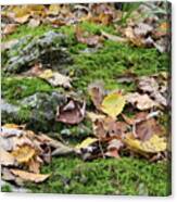 Forest Floor Canvas Print