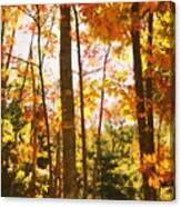 Forest In Fall Canvas Print