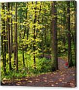 Forest Pathway Canvas Print