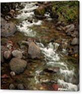 Forest Stream Canvas Print