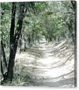 Forest Trail Canvas Print