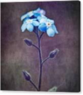 Forget Me Not 04 - S6ct7b Canvas Print