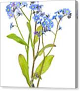 Forget-me-not Flowers On White Canvas Print