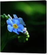 Forget-me-not Canvas Print