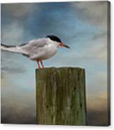 Forsters Tern Canvas Print