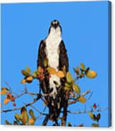 Fort Myers Beach Bird Tour - Osprey With Eyes On You Canvas Print