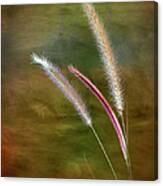 Fountain Grass Canvas Print