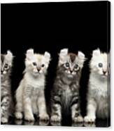 Four American Curl Kittens With Twisted Ears Isolated Black Background Canvas Print