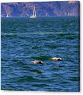Four Pelicans Cruising The Bay Canvas Print