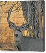 Four Point Mule Deer Buck Canvas Print
