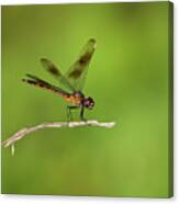 Four-spotted Pennant Canvas Print