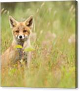 Fox Kit In The Filed Canvas Print