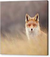 Fox N Fog Canvas Print