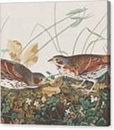 Fox Sparrow Canvas Print