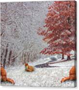 Foxes In Winter White And Red Canvas Print
