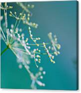 Fragile Dill Umbels Canvas Print