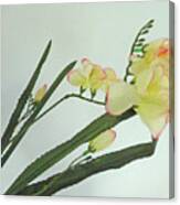 Freesia Blossoms In Pastel Colors Canvas Print