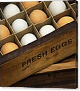 Fresh Eggs Canvas Print