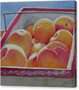 Fresh Peaches Canvas Print