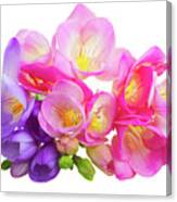 Fresh Pink And Violet Freesia Flowers Canvas Print