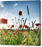 Fresh Poppy Field In Sunlight Canvas Print