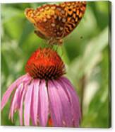 Fritillary And Cone Flower 2018-2 Canvas Print