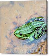 Frog In A Pond Canvas Print