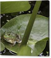 Frog On A Lily Pad Canvas Print