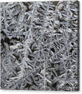 Frost On Window Canvas Print