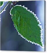 Frosted Leaf Canvas Print